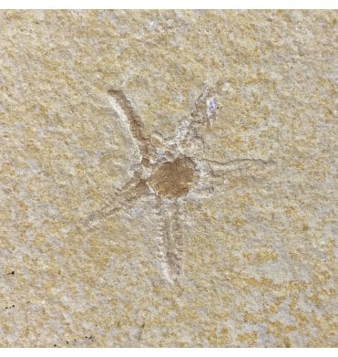 Rare Fossil Starfish (Asteroidea) from the Upper Jurassic of Germany (SKU OF2151):- Riedaster reicheli