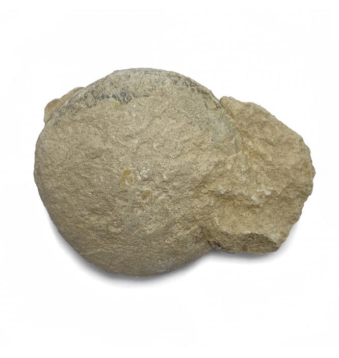 Rare Fossil Tortoise Egg from the Early Oligocene of South Dakota, USA (SKU V4662):- Stylemys nebrascensis