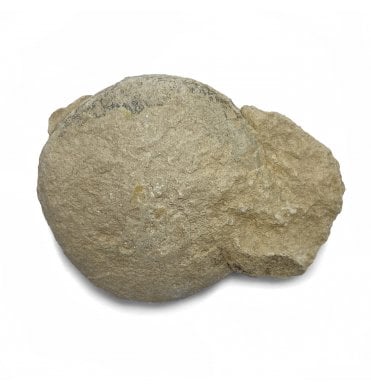 Rare Fossil Tortoise Egg from the Early Oligocene of South Dakota, USA (SKU V4662):- Stylemys nebrascensis