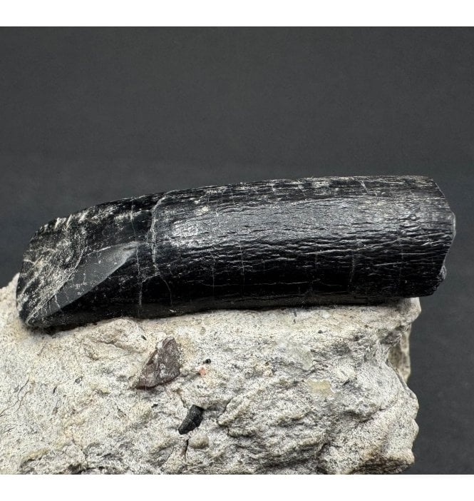 Rare Genuine Jurassic Apatosaurus Tooth from Wyoming, USA (SKU V6960):- Apatosaurus louisae