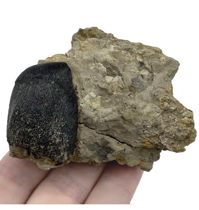 Rare Genuine Jurassic Sauropod Tooth from Wyoming, USA (SKU V5126):- Camarasaurus grandis