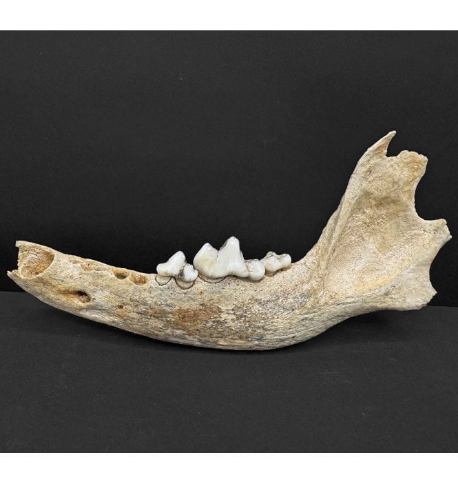 Rare Ice Age Fossil Wolf Jaw from South East Poland (SKU V8835):- Canis lupis