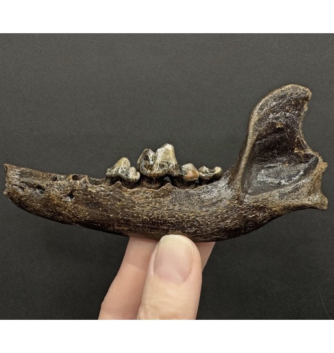 Rare Ice Age Fossil Wolf Jaw from South East Poland (SKU V8919):- Canis lupis