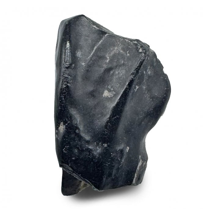 Rare Iguanodontid Tooth from Isle of Wight, England (SKU V8806):-  Mantellisaurus cf. atherfieldensis