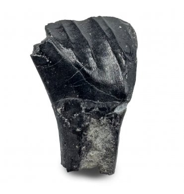 Rare Iguanodontid Tooth from Isle of Wight, England (SKU V8807):-  Mantellisaurus cf. atherfieldensis