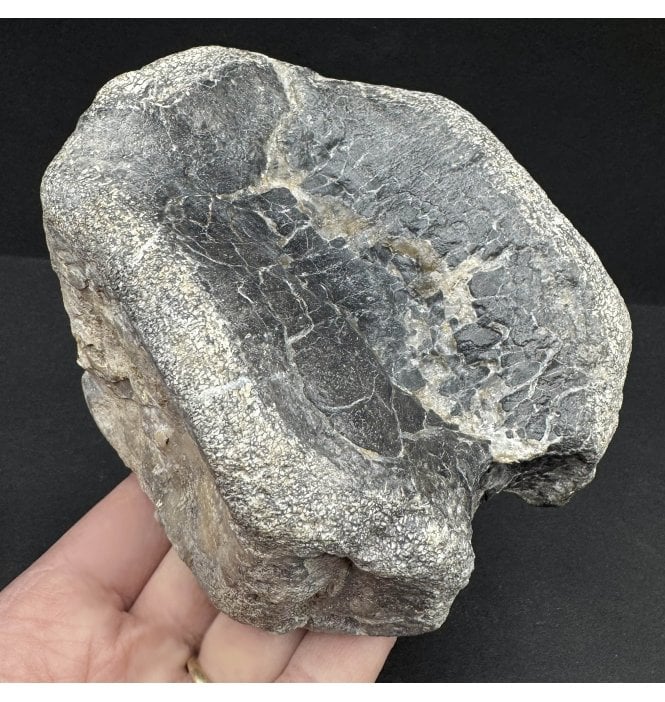 Rare Iguanodontid Vertebra from Isle of Wight, England (SKU V6972):- Mantellisaurus cf. atherfieldensis