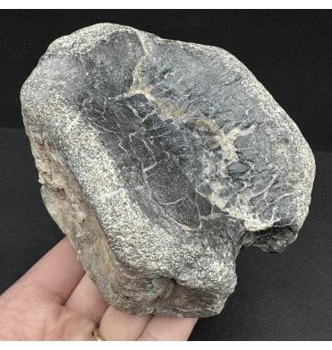 Rare Iguanodontid Vertebra from Isle of Wight, England (SKU V6972):- Mantellisaurus cf. atherfieldensis