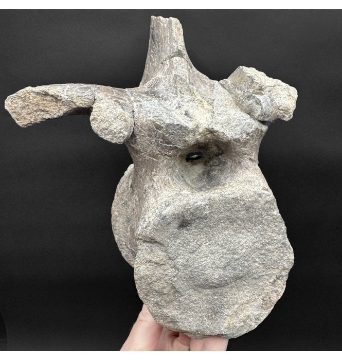 Rare Iguanodontid Vertebra from Isle of Wight, England (SKU V8785):-  Mantellisaurus cf. atherfieldensis