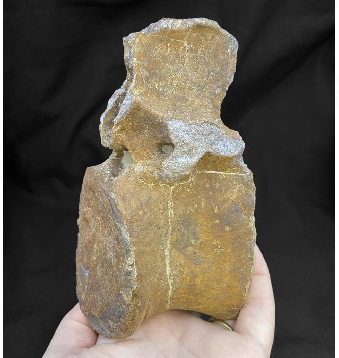 Rare Jurassic/Cretaceous Crocodile Vertebra from Talsint, Morocco (SKU V4245):- ‘Machimosaurus’