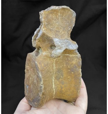Rare Jurassic/Cretaceous Crocodile Vertebra from Talsint, Morocco (SKU V4245):- ‘Machimosaurus’