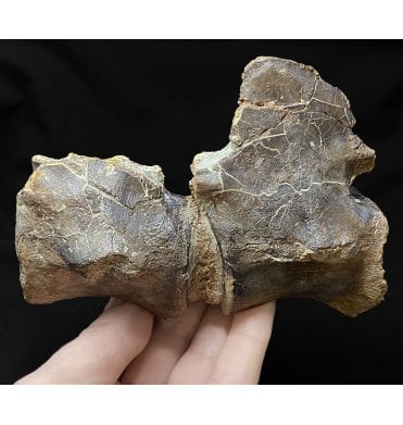 Rare Jurassic/Cretaceous Crocodile Vertebra from Talsint, Morocco (SKU V4651):- ‘Machimosaurus’