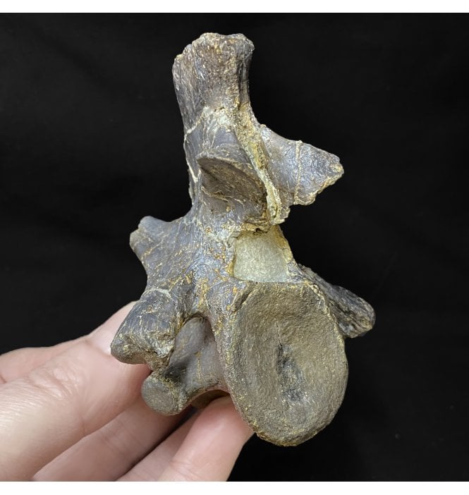 Rare Jurassic/Cretaceous Crocodile Vertebra from Talsint, Morocco (SKU V4657):- ‘Machimosaurus’