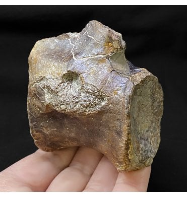 Rare Jurassic/Cretaceous Crocodile Vertebra from Talsint, Morocco (SKU V4667):- ‘Machimosaurus’