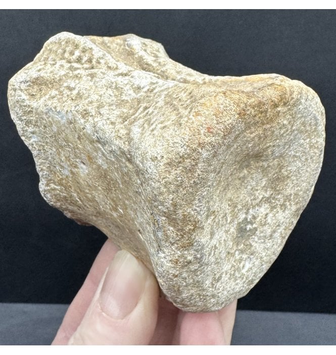 Rare Jurassic/Cretaceous Crocodile Vertebra from Talsint, Morocco (SKU V8470):- ‘Machimosaurus’