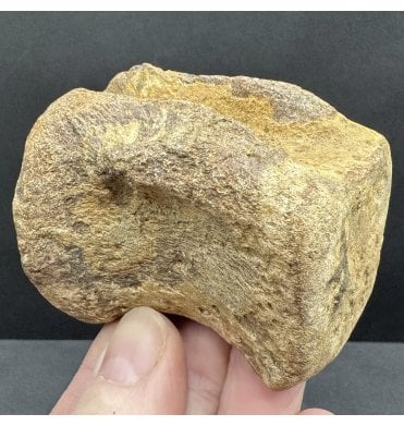 Rare Jurassic/Cretaceous Crocodile Vertebra from Talsint, Morocco (SKU V8471):- ‘Machimosaurus’
