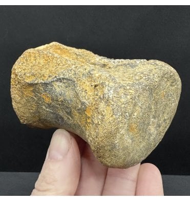 Rare Jurassic/Cretaceous Crocodile Vertebra from Talsint, Morocco (SKU V8472):- ‘Machimosaurus’