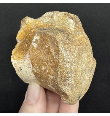 Rare Jurassic/Cretaceous Crocodile Vertebra from Talsint, Morocco (SKU V8935):- ‘Machimosaurus’