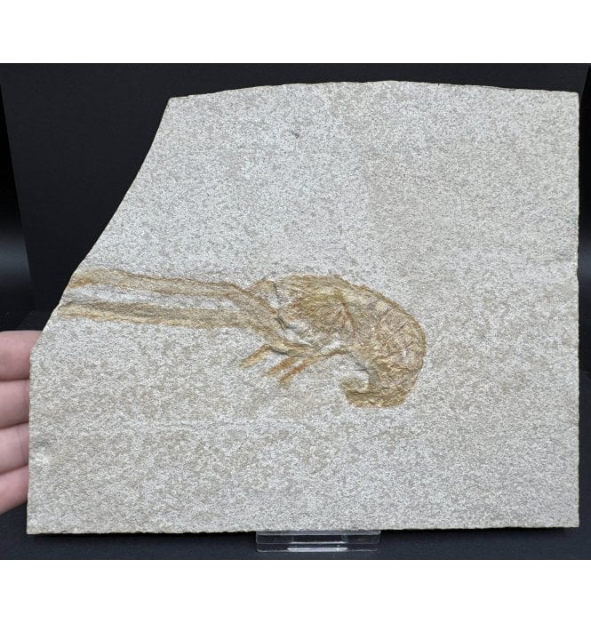 Rare Jurassic Fossil Lobster from the Upper Jurassic of Germany (SKU OF3211):- Mecochirus longimana