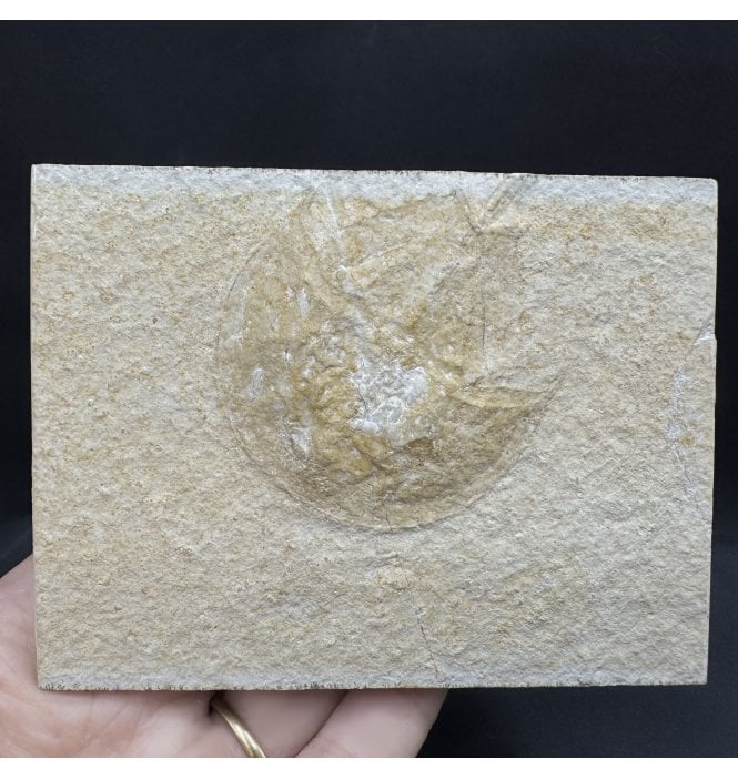 Rare Jurassic Xiphosuran (Horseshoe Crab) from the Upper Jurassic, Solnhofen, Germany (SKU OF3913):- Mesolimulus cf. walchi