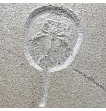 Rare Jurassic Xiphosuran (Horseshoe Crab) from the Upper Jurassic, Solnhofen, Germany (SKU OF4157):- Mesolimulus cf. walchi