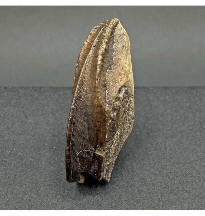 Rare Lambeosaurid/ Hadrosaur Cretaceous Dinosaur Tooth from Montana, USA (SKU V7733):- Corythosaurus cf. casuarius