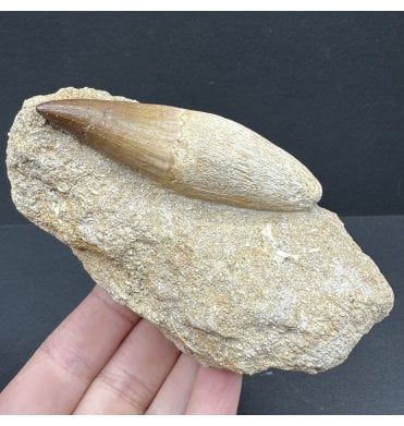 Rare Large Cretaceous Mosasaur Tooth from Morocco (SKU V7227):- Eremiasaurus heterodontus