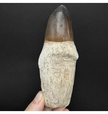 Rare Large Cretaceous Mosasaur Tooth from Morocco (SKU V9156):- Prognathodon currii