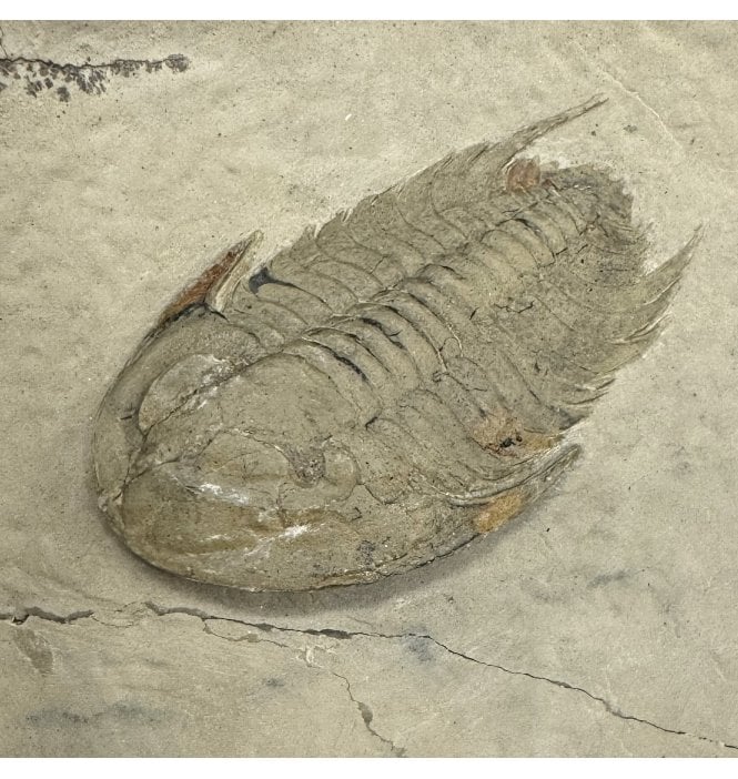 Rare Lower Cambrian Trilobite from Issafen, Morocco (SKU T1600):- Neltneria cf. jaqueti