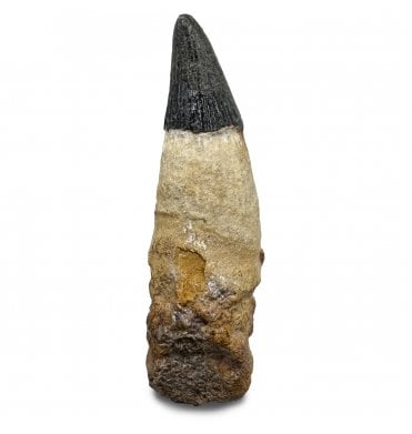Rare Lower Cretaceous Ichthyosaurus Tooth from Kursk, Russia (SKU V8140):- Platypterygius (Myopterigius) kiprijanoffi