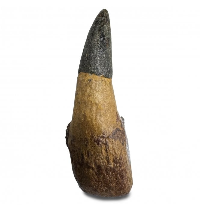 Rare Lower Cretaceous Ichthyosaurus Tooth from Kursk, Russia (SKU V8141):- Platypterygius (Myopterigius) kiprijanoffi
