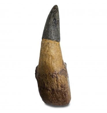 Rare Lower Cretaceous Ichthyosaurus Tooth from Kursk, Russia (SKU V8141):- Platypterygius (Myopterigius) kiprijanoffi