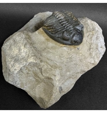Rare Lower Devonian Trilobite from Djebel Oufaten Morocco (SKU T1549):- Hollardops mesocristata