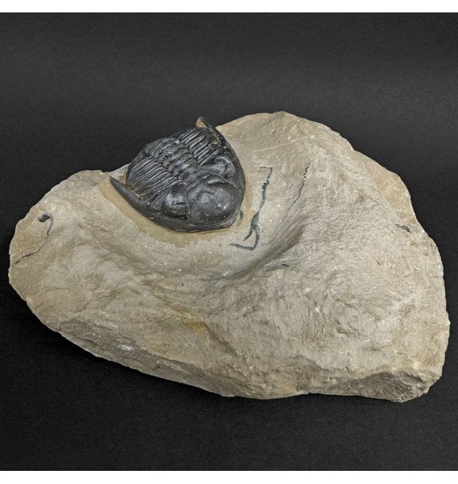 Rare Lower Devonian Trilobite from Djebel Oufaten Morocco (SKU T1550):- Hollardops mesocristata