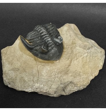 Rare Lower Devonian Trilobite from Djebel Oufaten Morocco (SKU T1555):- Hollardops mesocristata