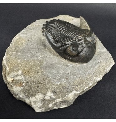 Rare Lower Devonian Trilobite from Djebel Oufaten Morocco (SKU T1556):- Hollardops mesocristata