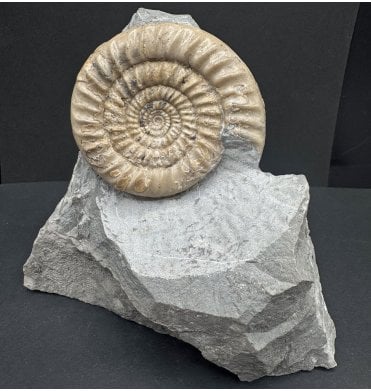 Rare Lower Jurassic, Lower Lias Ammonite from Charmouth, Dorset, England (SKU A4158):- Epophioceras pseudobonnardi