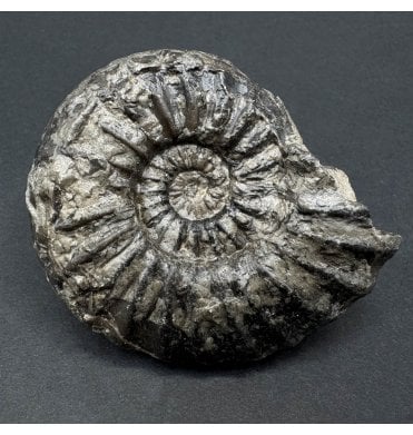 Rare Lower Jurassic, Lower Lias Ammonite from Robin Hoods’s Bay, Nr Whitby, North Yorkshire, England (SKU A4034):- Asteroceras blakei