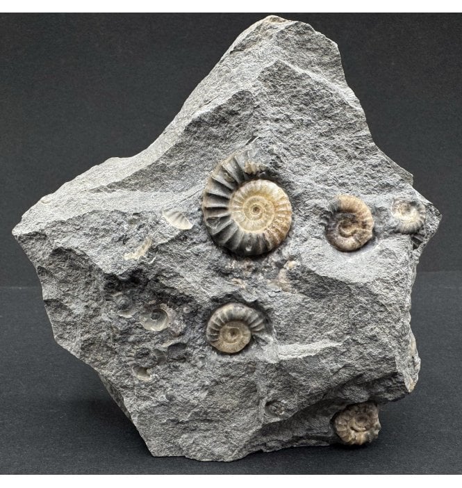 Rare Lower Jurassic, Lower Lias Calcite Ammonite Cluster from Charmouth, Dorset, England (SKU A3876):- Promicroceras planicosta
