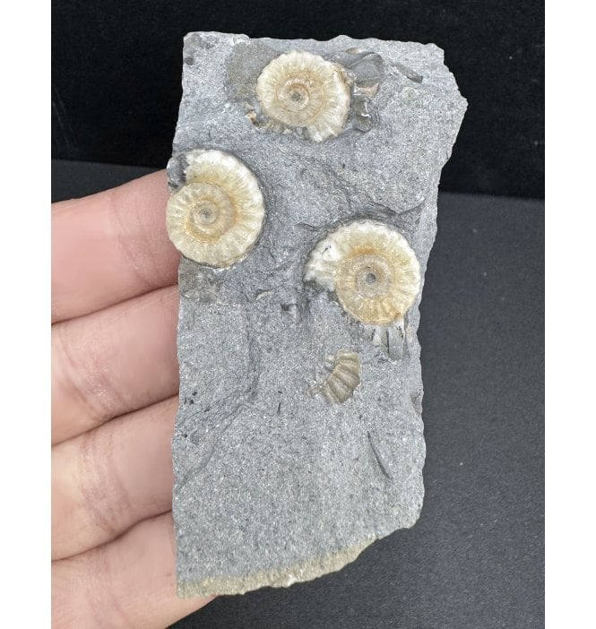 Rare Lower Jurassic, Lower Lias Calcite Ammonite Cluster from Charmouth, Dorset, England (SKU A3892):- Promicroceras planicosta