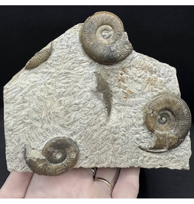 Rare Lower Lias, Lower Jurassic Ammonite Cluster from Portugal (SKU A4611):- Protogrammoceras (Fieldingiceras) depressum