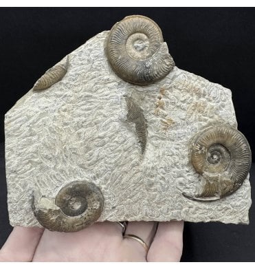Rare Lower Lias, Lower Jurassic Ammonite Cluster from Portugal (SKU A4611):- Protogrammoceras (Fieldingiceras) depressum