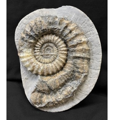 Rare Lower Lias, Lower Jurassic Ammonite from Charmouth, Dorset, England (SKU A2079):- Oistoceras cf. figulinum