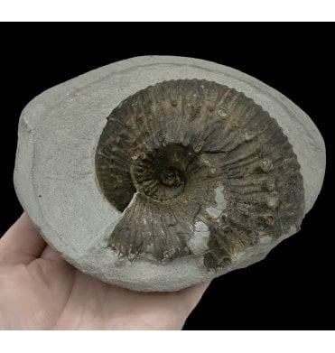 Rare Lower Lias, Lower Jurassic Ammonite from Charmouth, Dorset, England (SKU A2743):- Bechiceras (Liparoceras) bechei