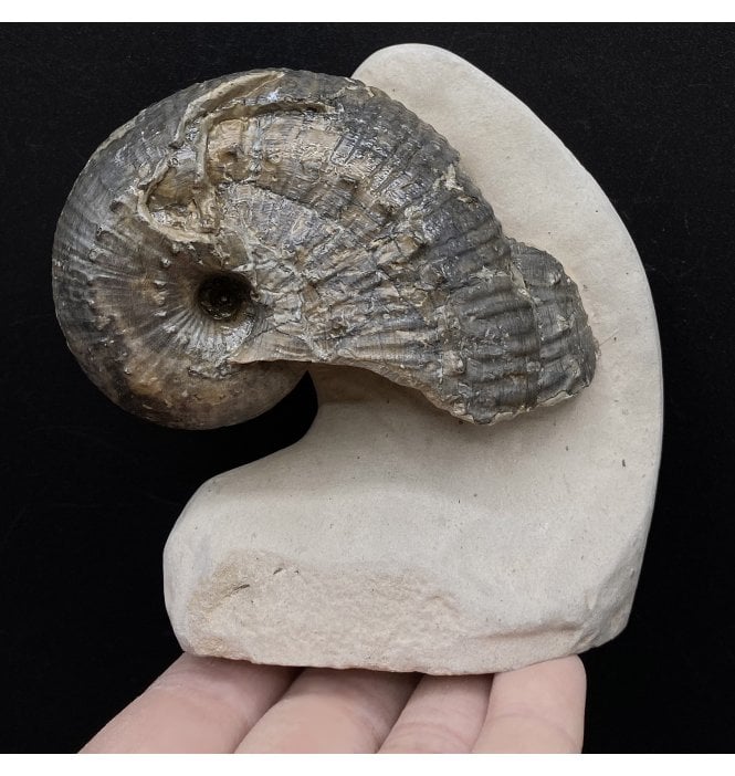 Rare Lower Lias, Lower Jurassic Ammonite from Charmouth, Dorset, England (SKU A2874):- Becheiceras bechei