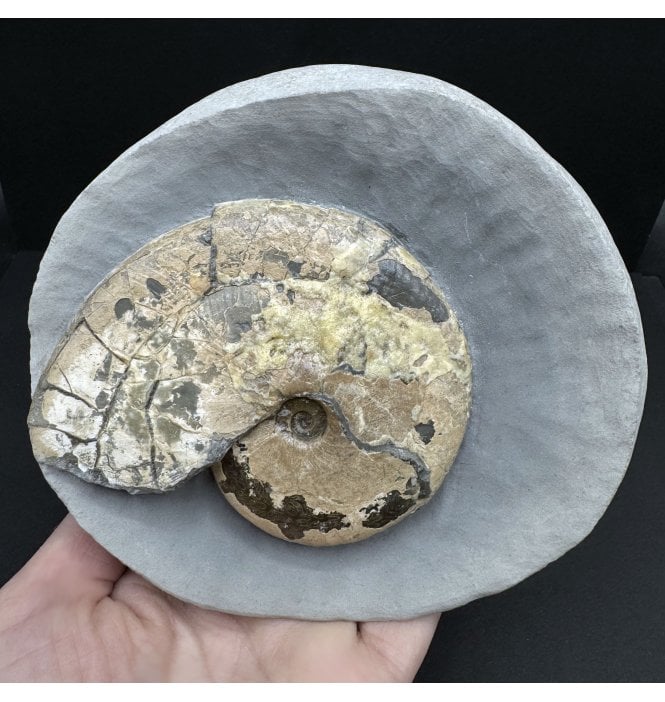 Rare Lower Lias, Lower Jurassic Ammonite from Charmouth, Dorset, England (SKU A3938):- Tragophylloceras loscombi