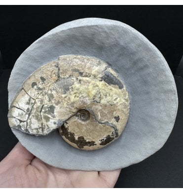Rare Lower Lias, Lower Jurassic Ammonite from Charmouth, Dorset, England (SKU A3938):- Tragophylloceras loscombi