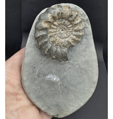 Rare Lower Lias, Lower Jurassic Ammonite from Charmouth, Dorset, England (SKU A4319):- Oistoceras figulinum