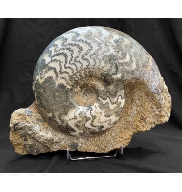 Rare Lower Lias, Lower Jurassic Ammonite from Scunthorpe, England (SKU A1843):- Eparietites denotatus