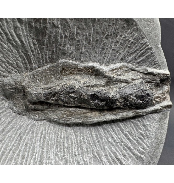 Rare Lower Lias, Lower Jurassic Fossil Cuttlefish from Charmouth, Dorset, England (OF3673)
