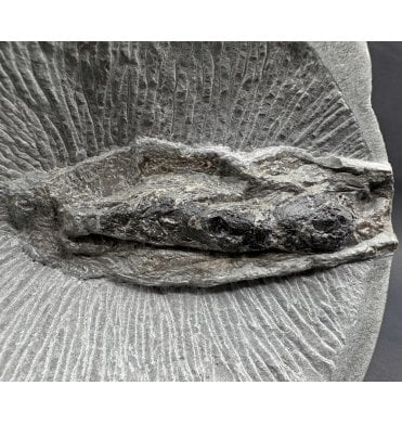 Rare Lower Lias, Lower Jurassic Fossil Cuttlefish from Charmouth, Dorset, England (OF3673)